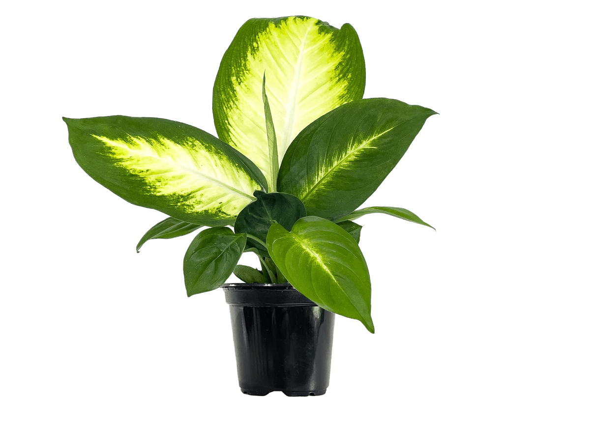 Dieffenbachia 'Tropic Marianne' - The Plant Lady SF