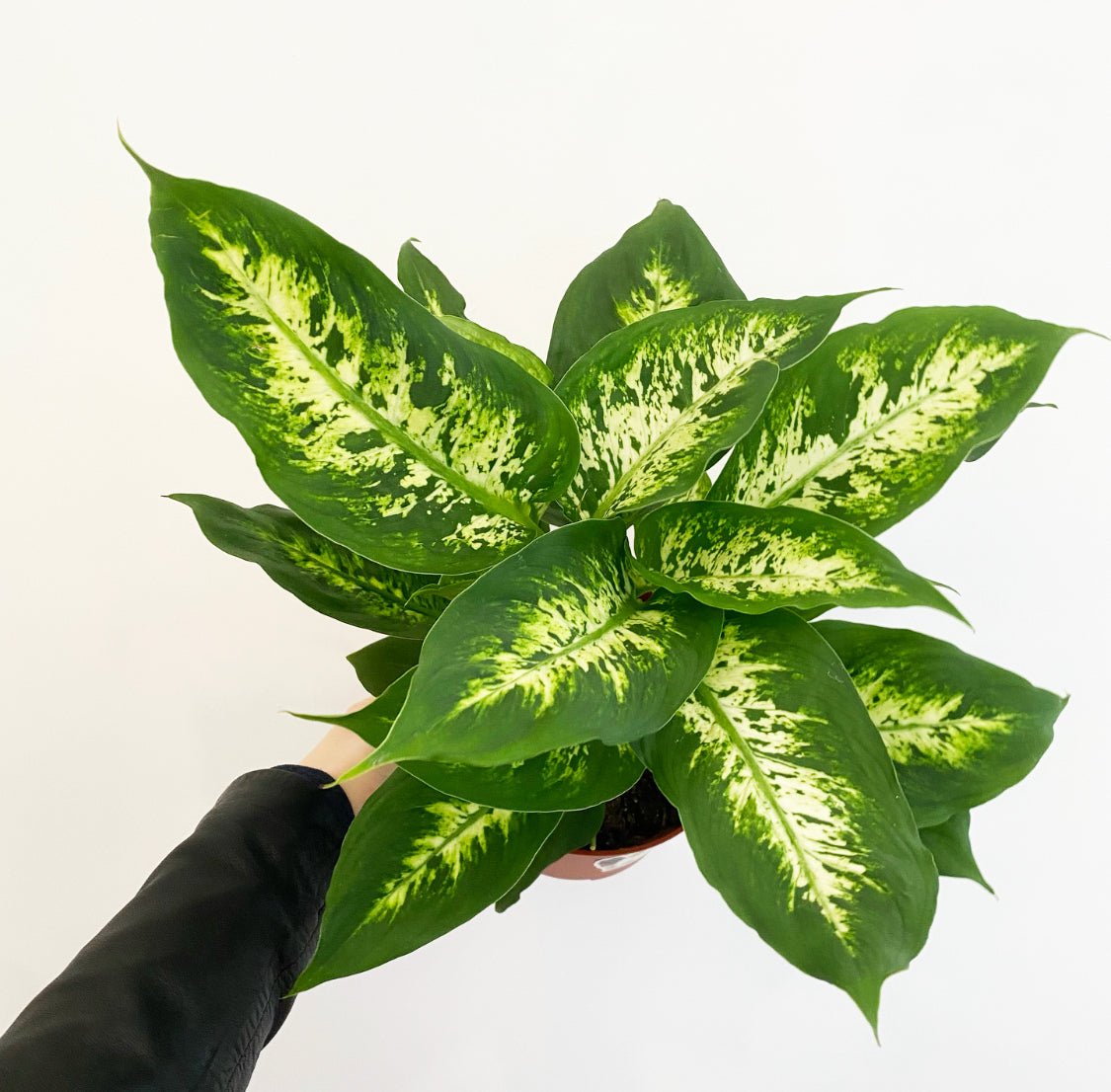 dieffenbachia sun Dieffenbachia 'Tropic Snow' – The Plant Lady SF
