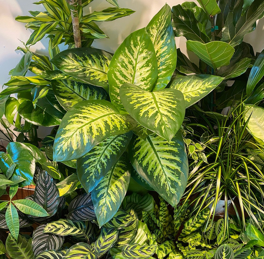 Dieffenbachia 'Tropic Snow’ - The Plant Lady SF