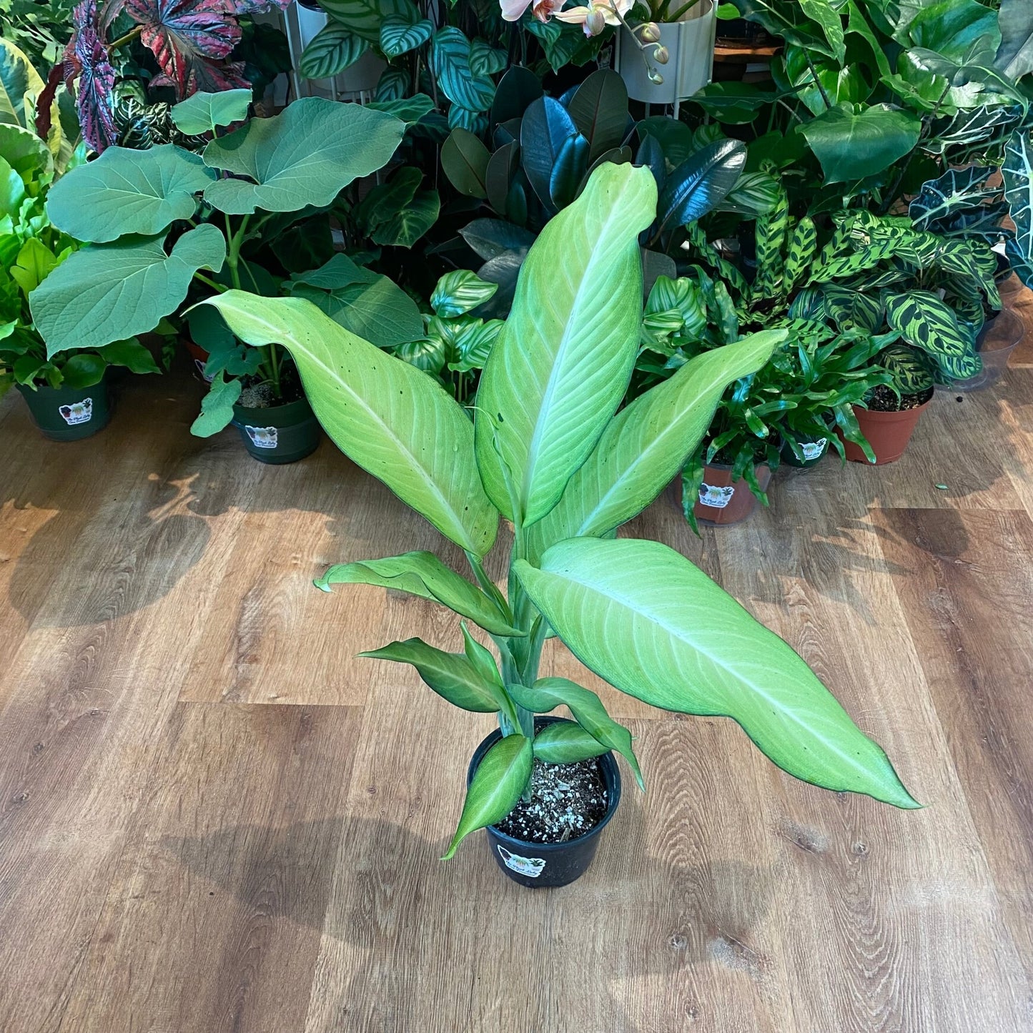 Diffenbachia 'Camouflage' - The Plant Lady SF