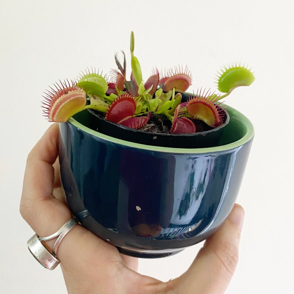 Dionaea muscipula (Venus Fly Trap) - The Plant Lady SF
