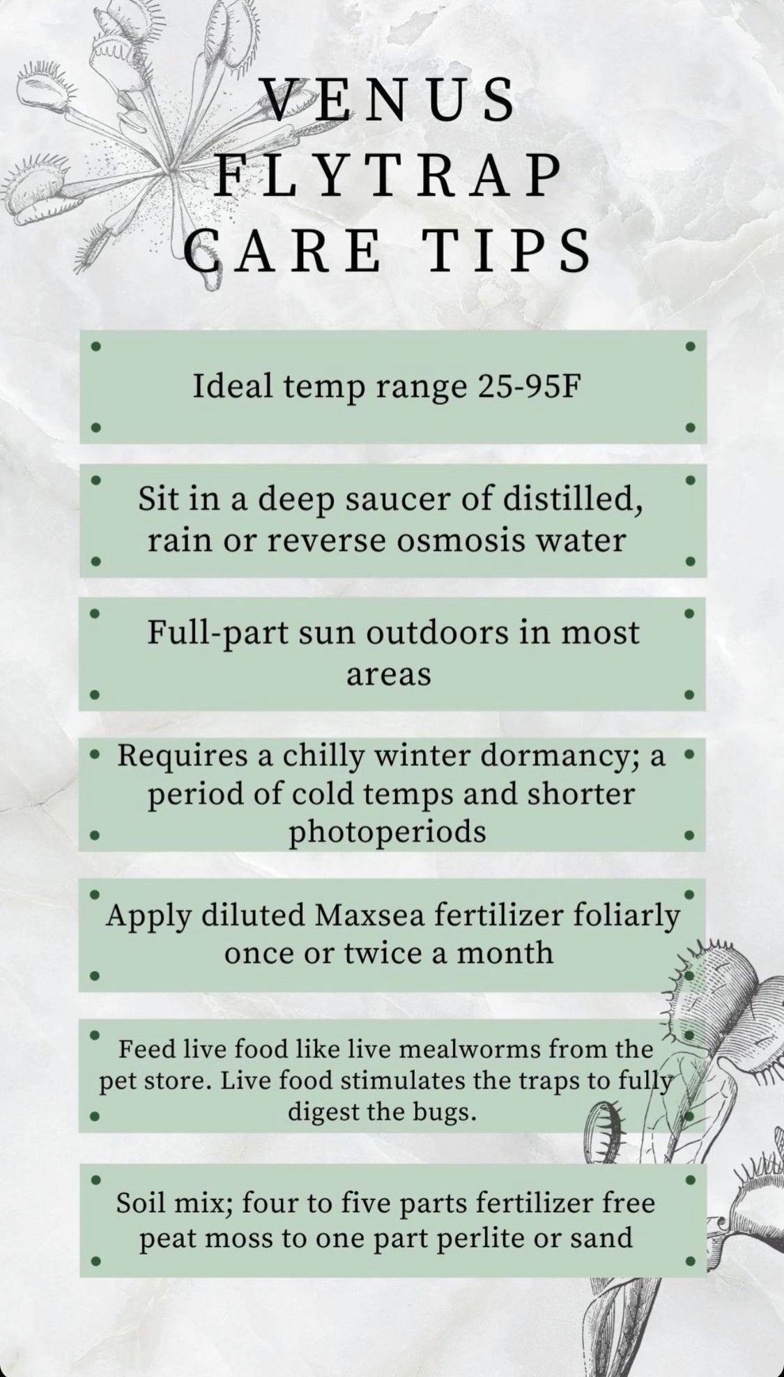 Dionaea muscipula (Venus Fly Trap) - The Plant Lady SF