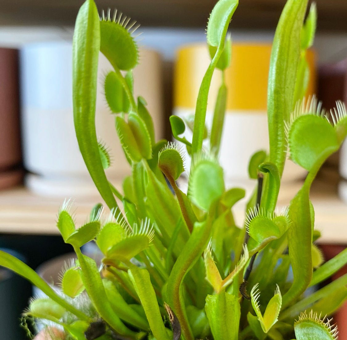 Dionaea muscipula (Venus Fly Trap) - The Plant Lady SF