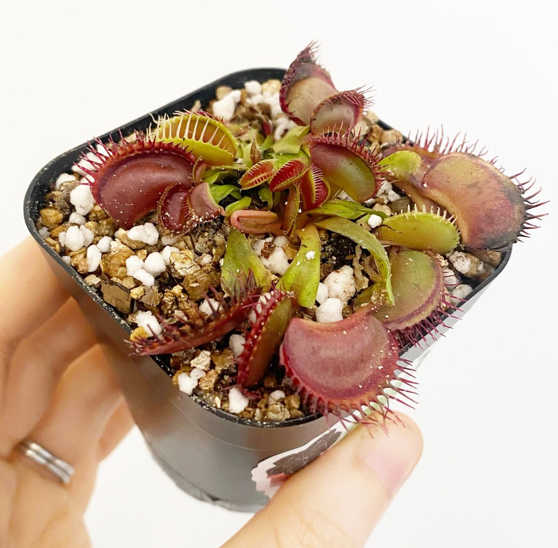 Dionaea muscipula (Venus Fly Trap) - The Plant Lady SF