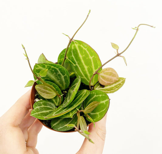 Dischidia ovata ‘Watermelon’ - The Plant Lady SF