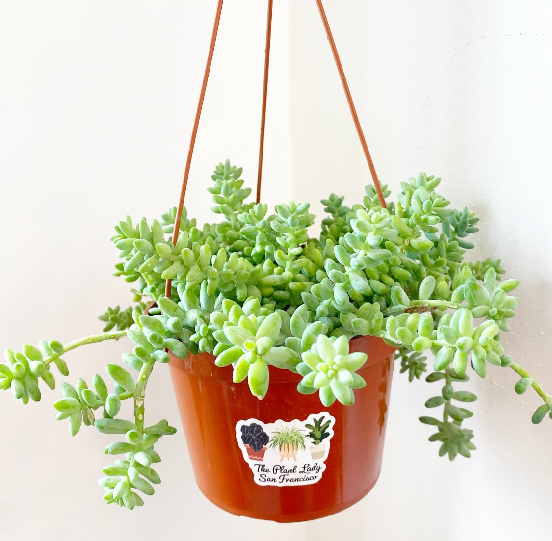 Donkey Tail Succulent (Sedum morganianum) - The Plant Lady SF