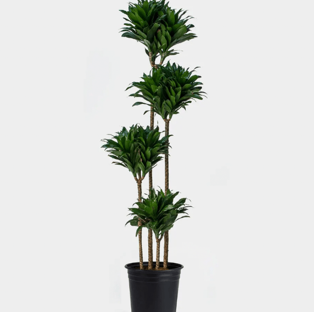 Dracaena deremensis 'Compacta' - The Plant Lady SF