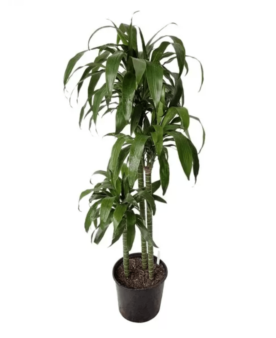 Dracaena 'Lisa' - The Plant Lady SF