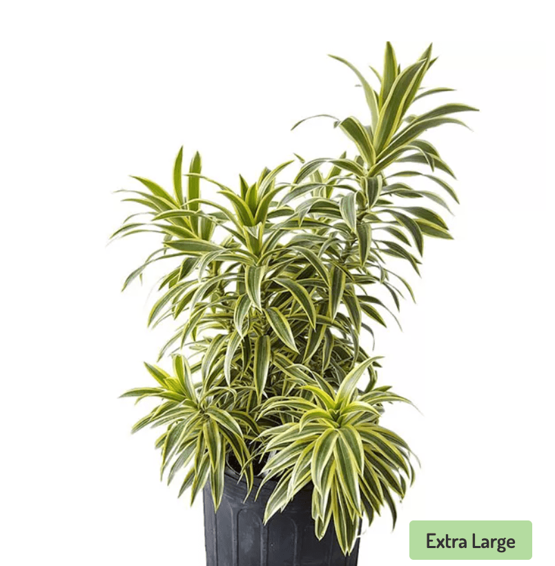 Dracaena reflexa (Song of India) - The Plant Lady SF