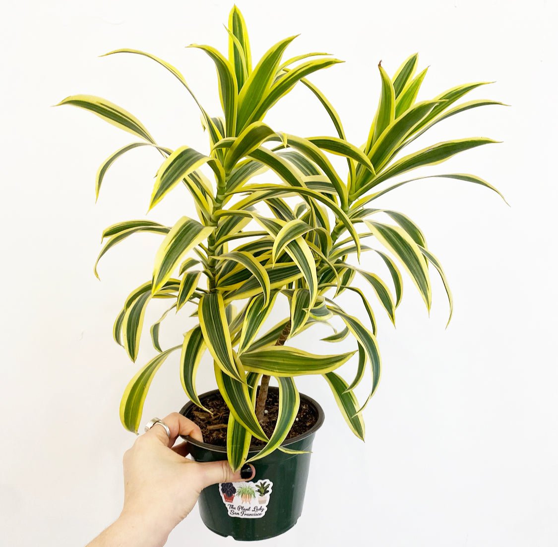 Dracaena reflexa (Song of India) - The Plant Lady SF