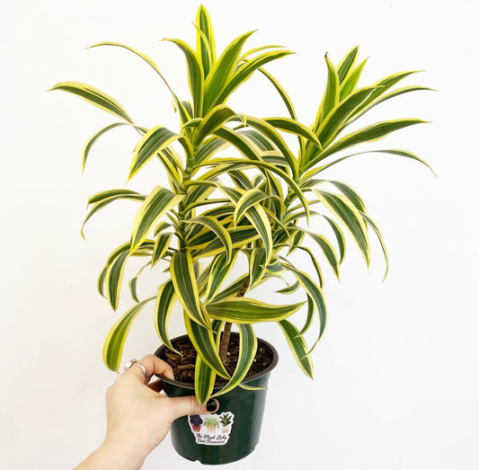 Dracaena reflexa (Song of India) - The Plant Lady SF