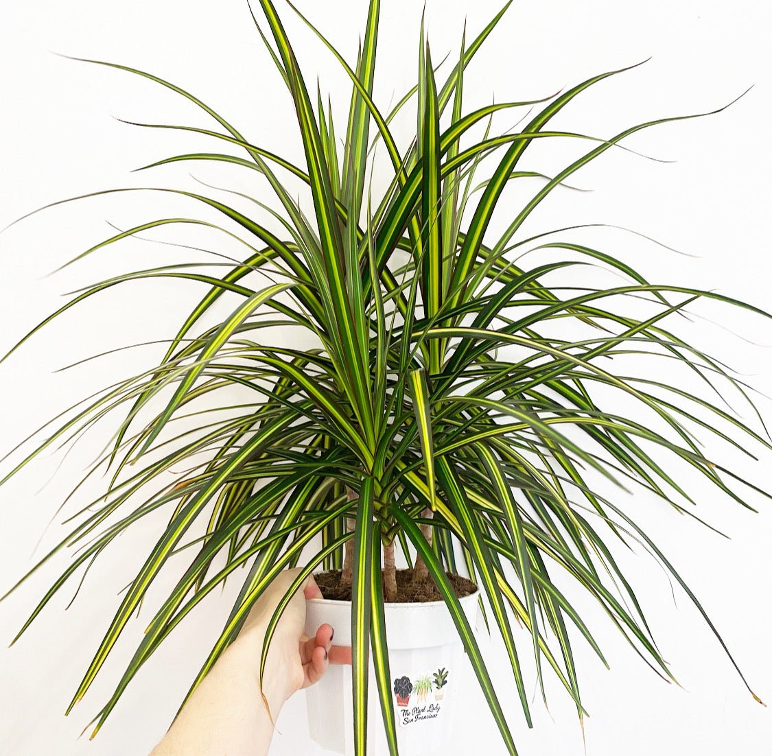 Dracaena 'Sun Ray' - The Plant Lady SF