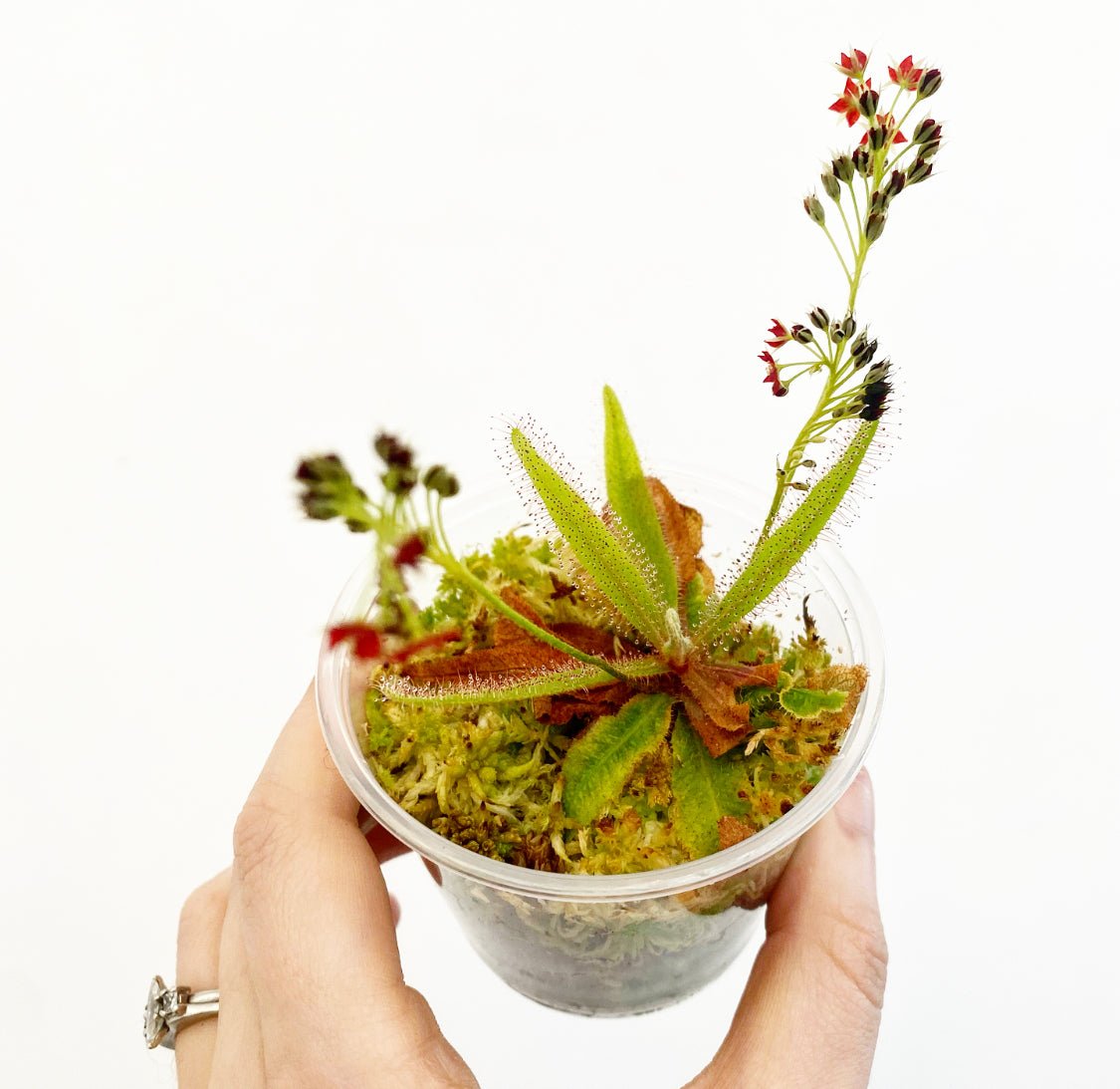Drosera adelae - The Plant Lady SF