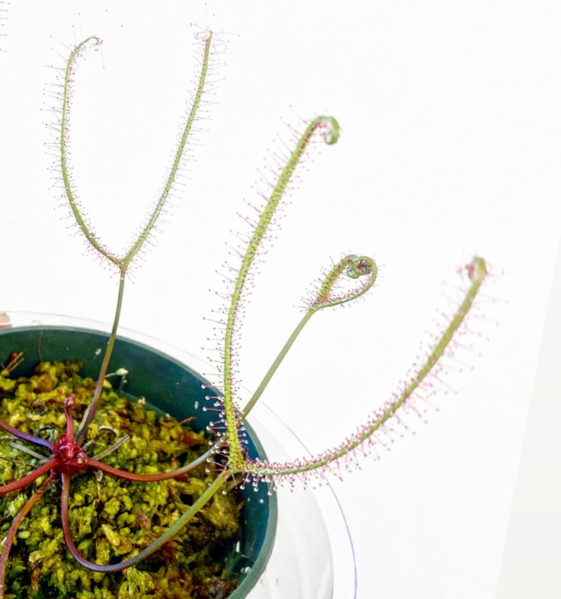 Drosera binata - The Plant Lady SF