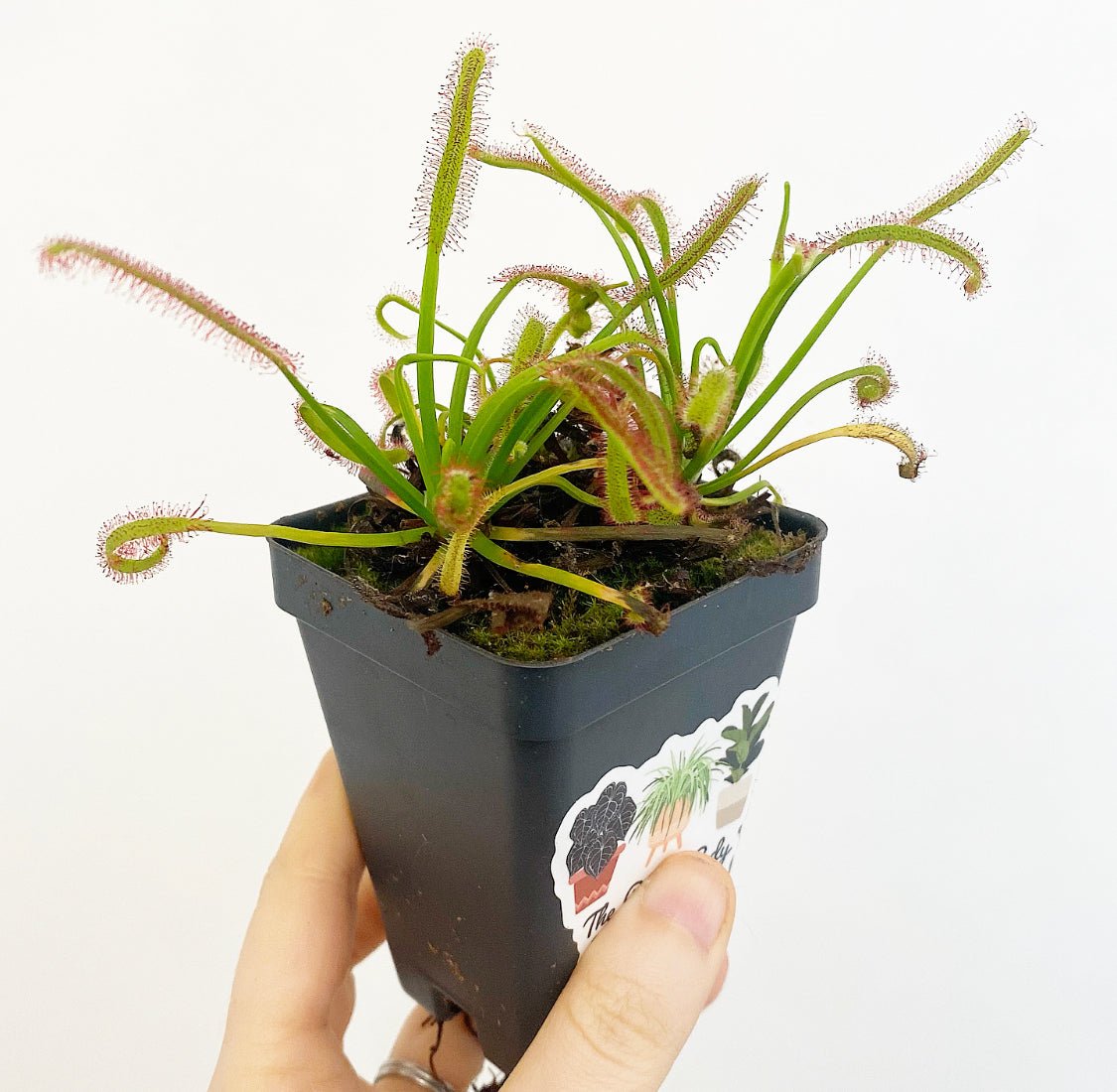 Drosera capensis (Cape Sundew) - The Plant Lady SF