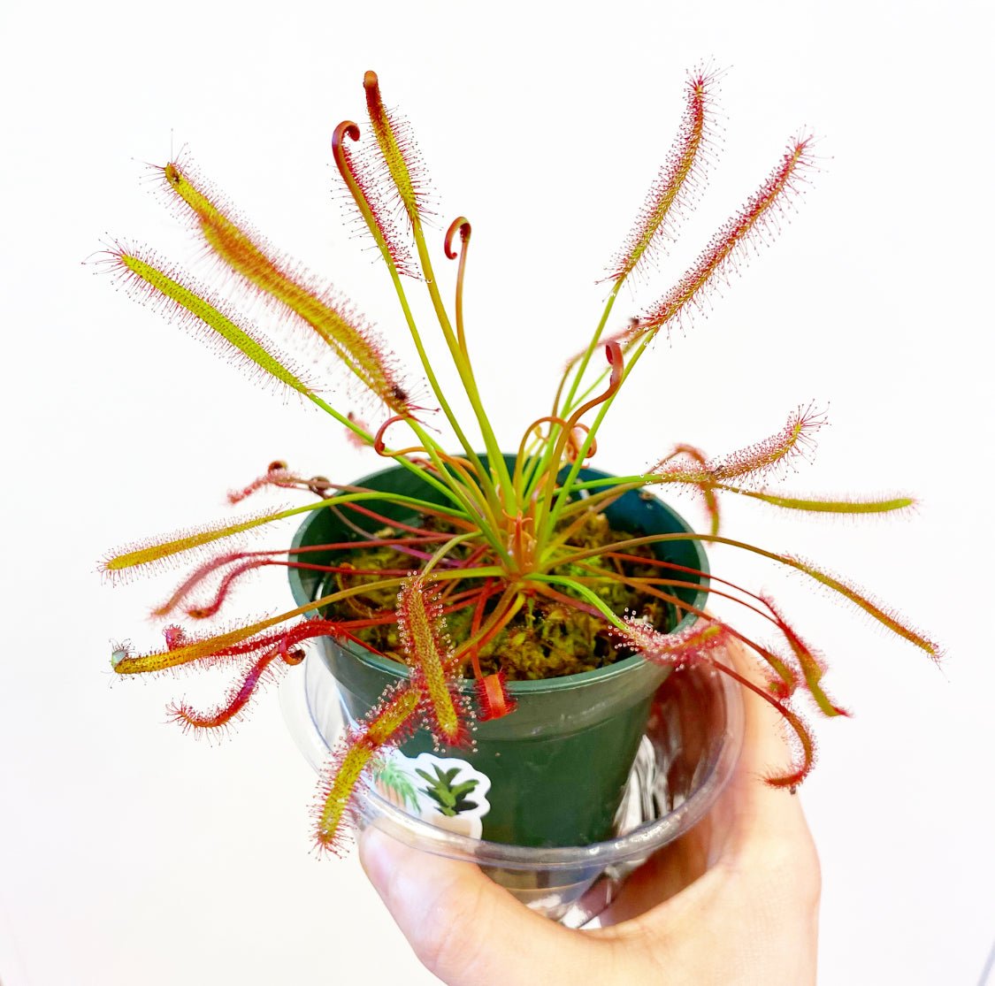 Drosera capensis (Cape Sundew) - The Plant Lady SF