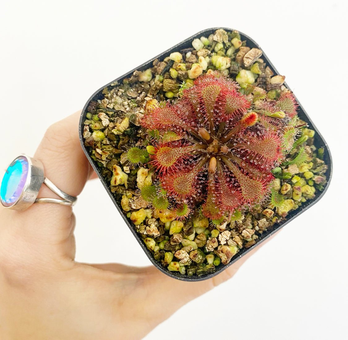 Drosera venusta (Rosetted Sundew) - The Plant Lady SF