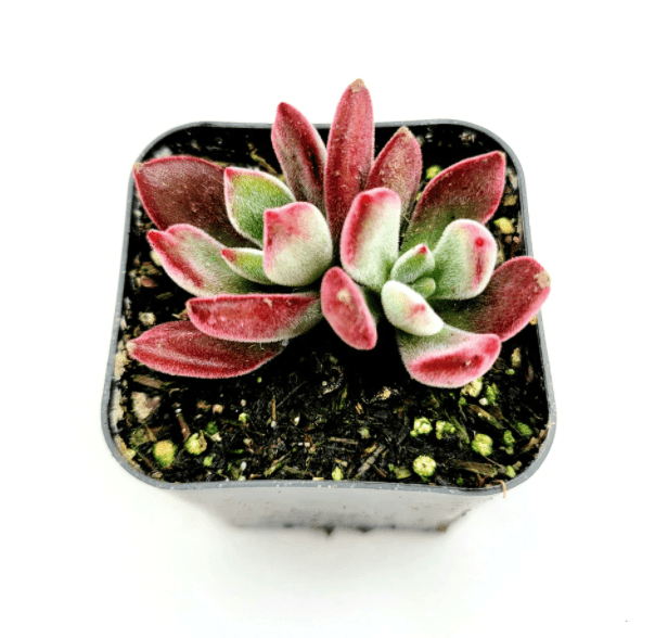 Echeveria harmsii 'Devotion' - The Plant Lady SF