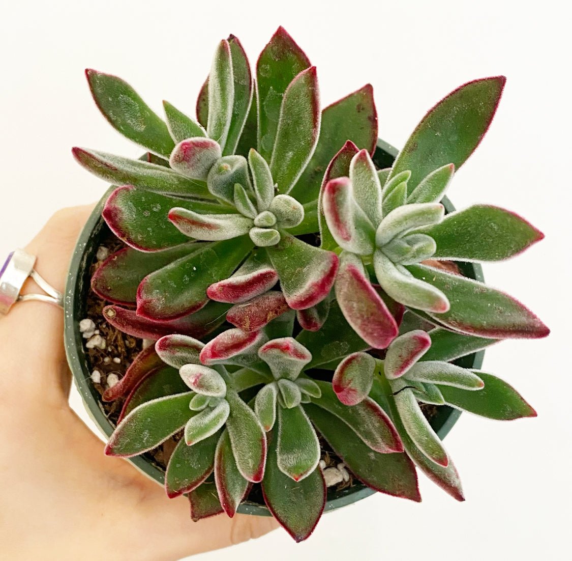 Echeveria harmsii 'Devotion' - The Plant Lady SF