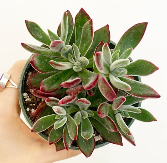 Echeveria harmsii 'Devotion' - The Plant Lady SF