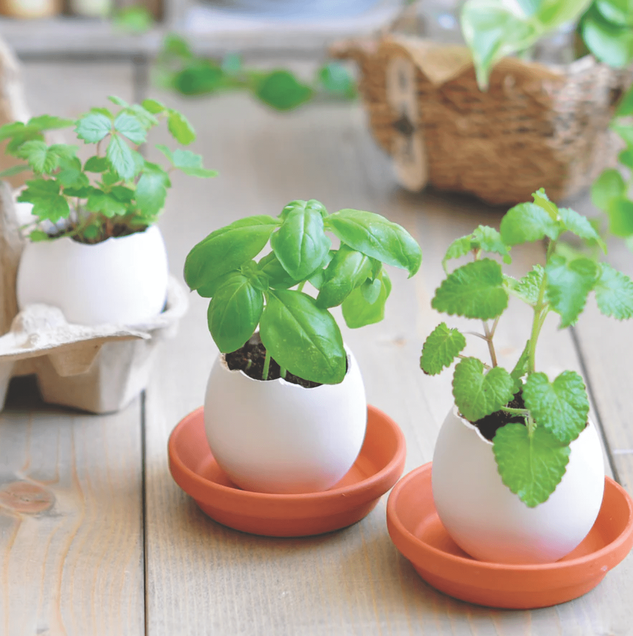 Eggling (Cactus Grow Kit) - The Plant Lady SF