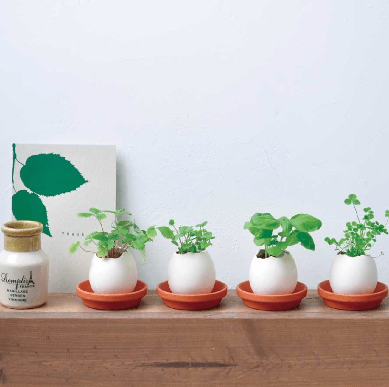 Eggling (Cactus Grow Kit) - The Plant Lady SF