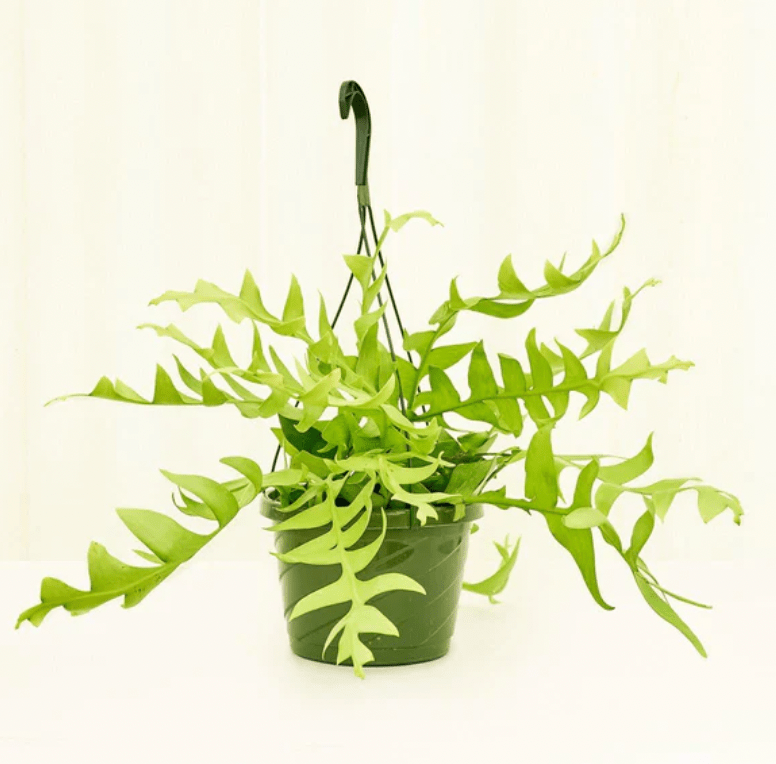 Epiphyllum chrysocardium 'Shark Fin' - The Plant Lady SF