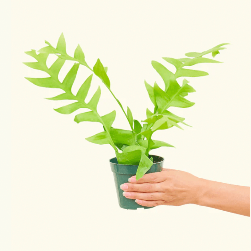 Epiphyllum chrysocardium 'Shark Fin' - The Plant Lady SF