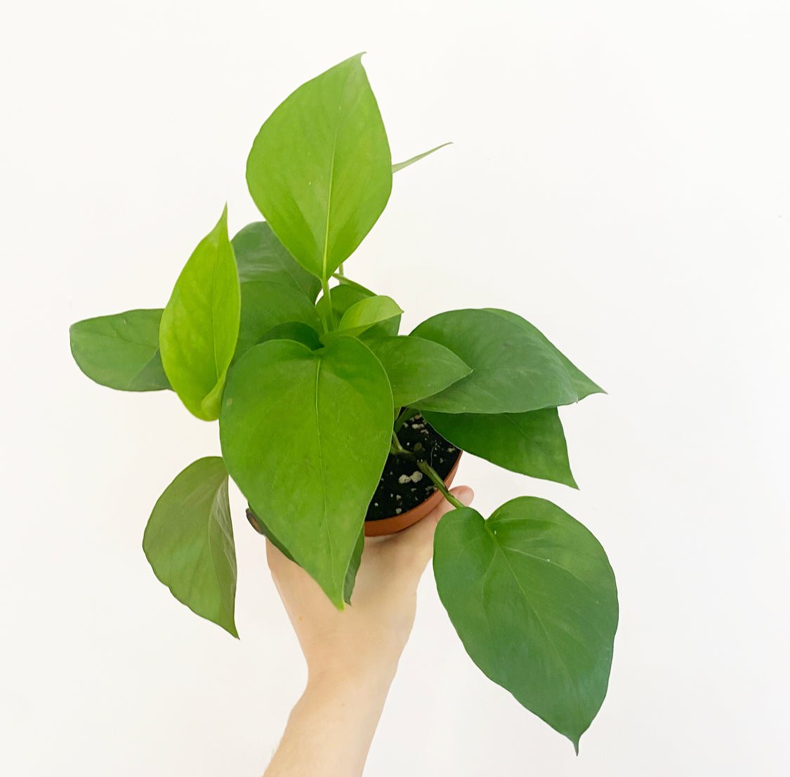 Epipremnum aureum (Jade Pothos) - The Plant Lady SF