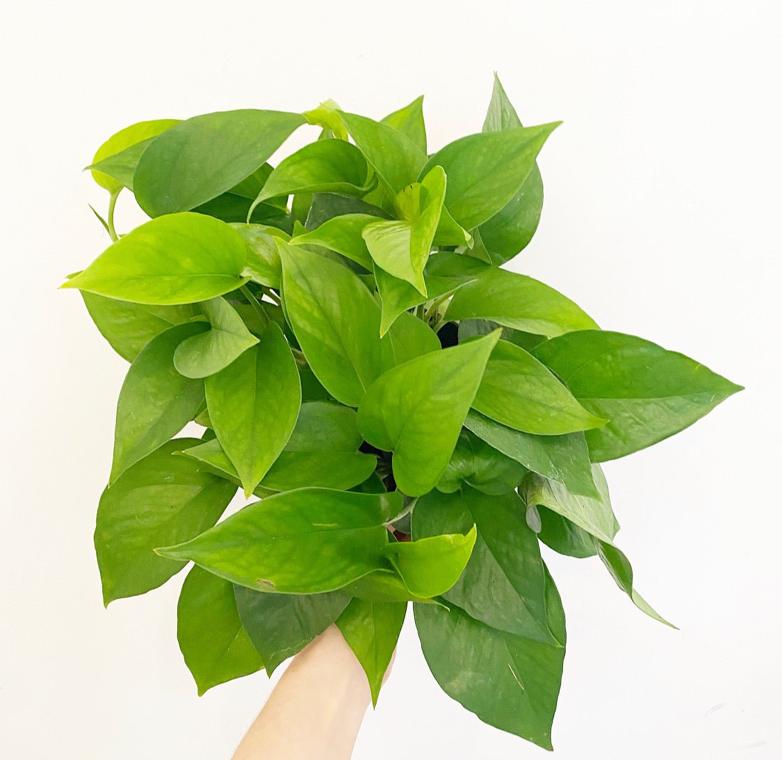 Epipremnum aureum (Jade Pothos) - The Plant Lady SF