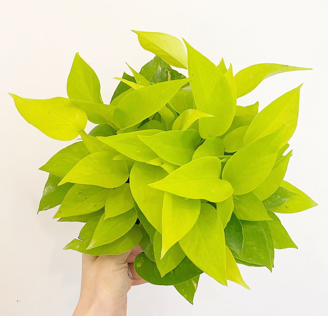 Epipremnum aureum 'Neon' (Neon Pothos) - The Plant Lady SF