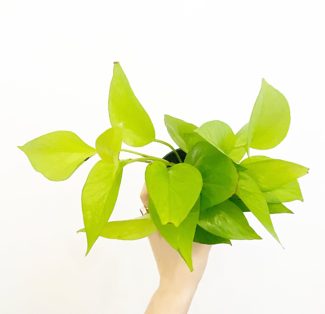 Epipremnum aureum 'Neon' (Neon Pothos) - The Plant Lady SF