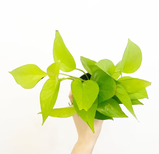 Epipremnum aureum 'Neon' (Neon Pothos) - The Plant Lady SF