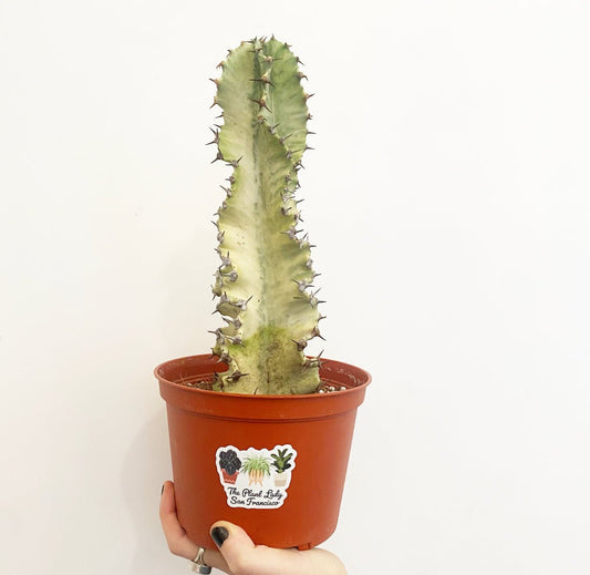 Euphorbia ammak - The Plant Lady SF