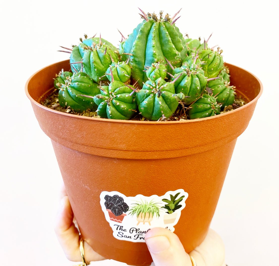 Euphorbia ferox - The Plant Lady SF