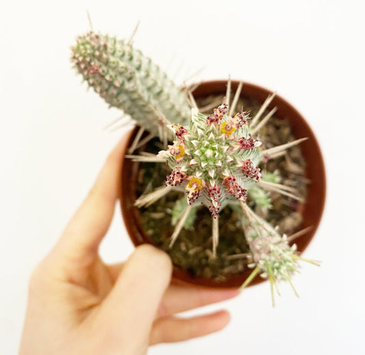 Euphorbia Mammillaris Variegata - The Plant Lady SF