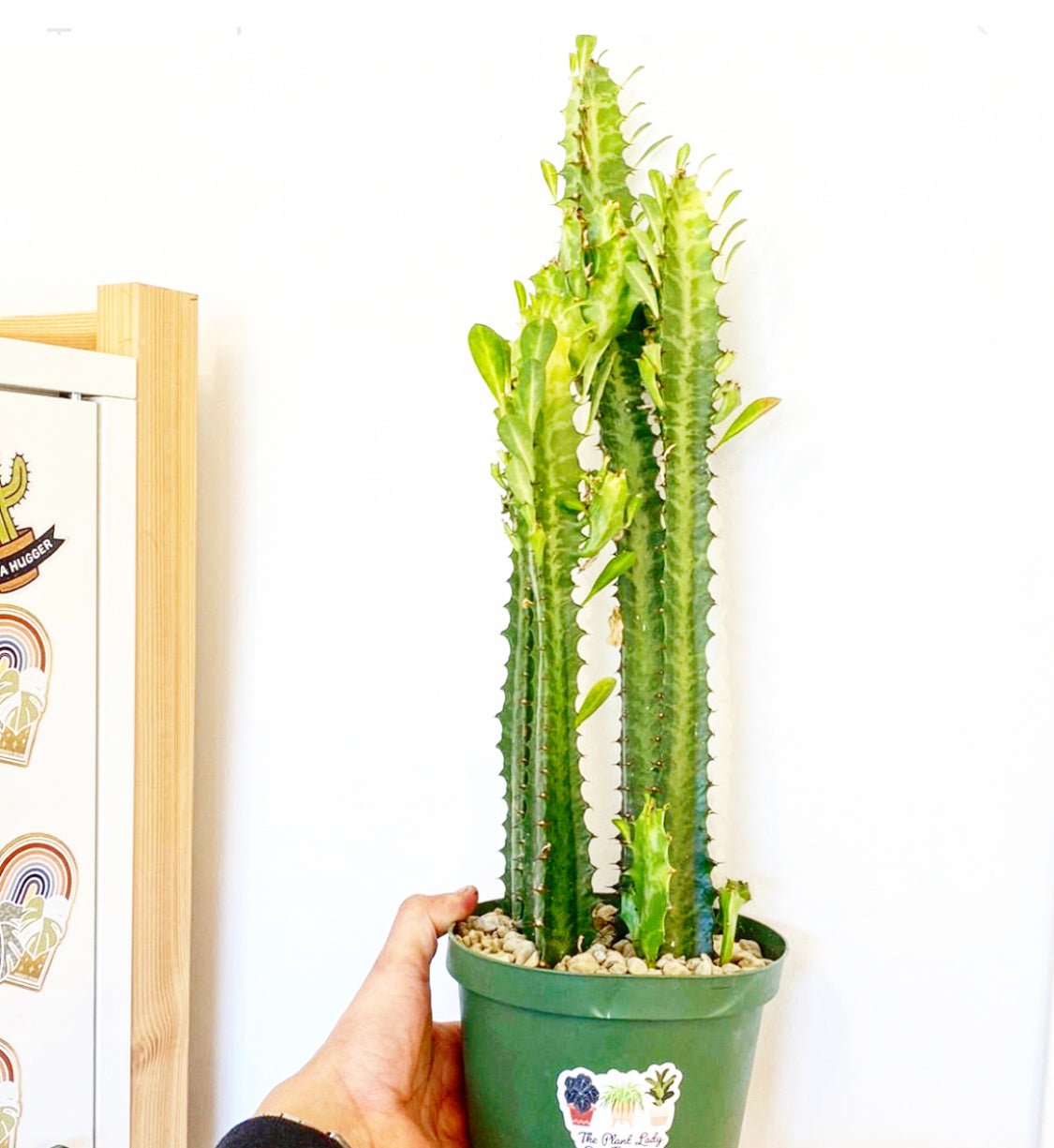 Euphorbia trigona - The Plant Lady SF