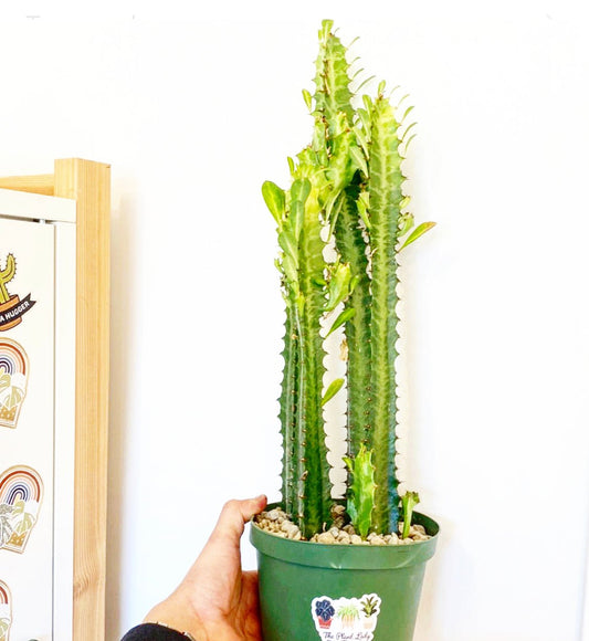 Euphorbia trigona - The Plant Lady SF