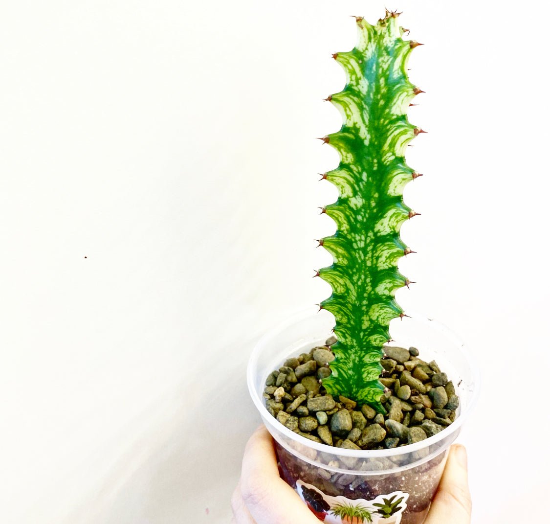 Euphorbia trigona varieagta - The Plant Lady SF