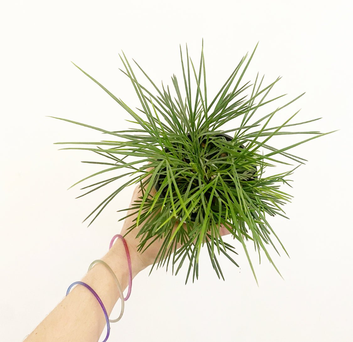 Eyelash Fern (Actiniopteris australis) - The Plant Lady SF