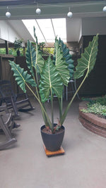 Load image into Gallery viewer, Alocasia ‘Sarian’
