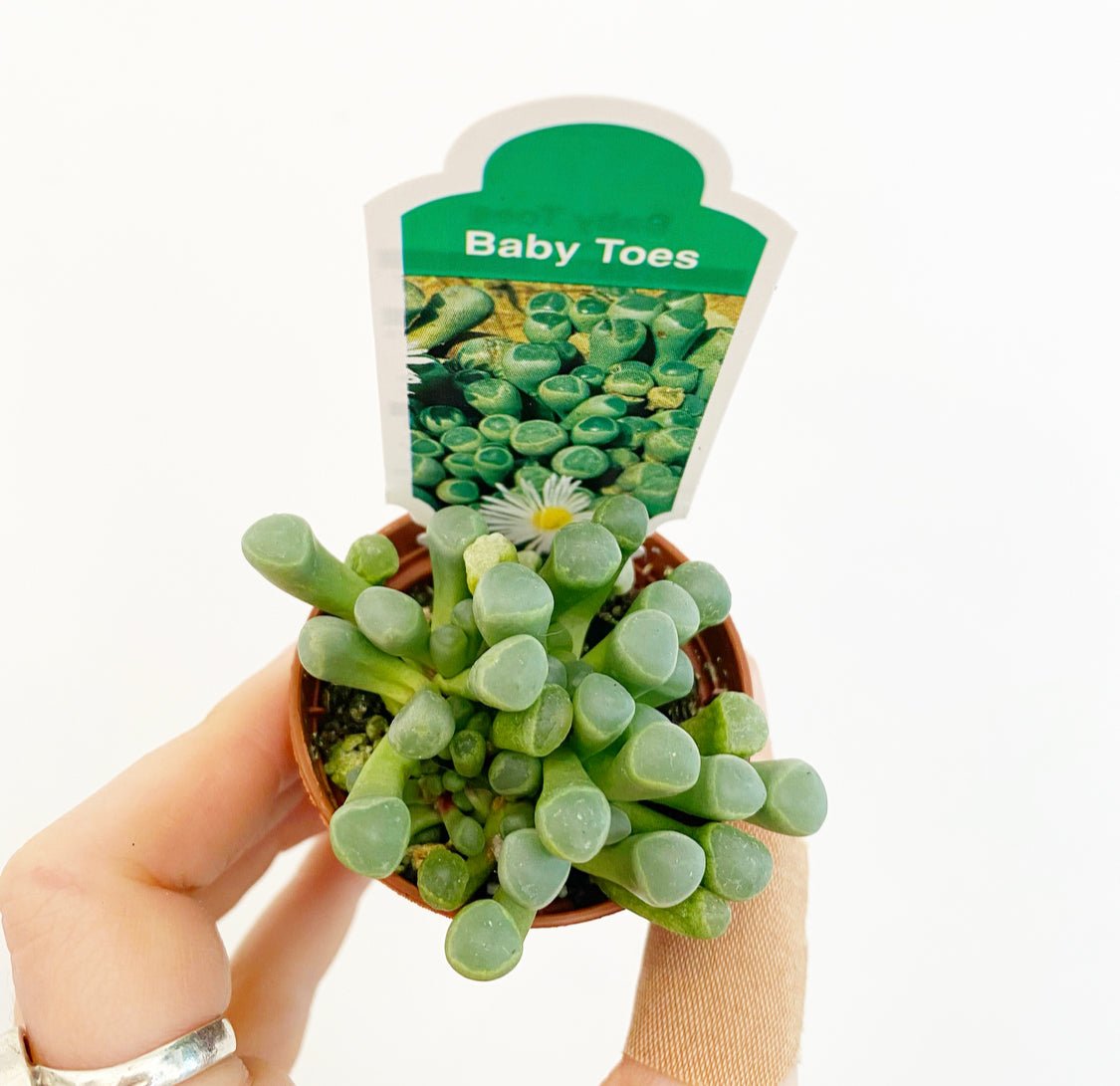 Fenestraria aurantiaca 'Baby Toes' - The Plant Lady SF