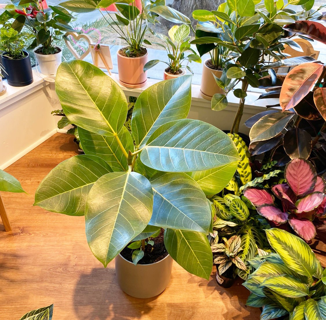 Ficus altissima - The Plant Lady SF