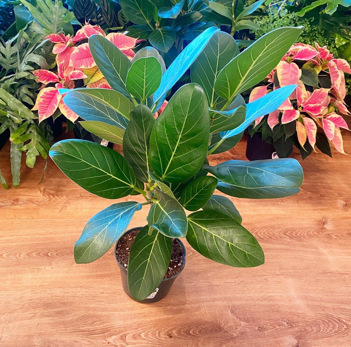 Ficus 'Audrey’ - The Plant Lady SF