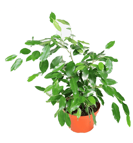 Ficus benjamina (Weeping Fig) - The Plant Lady SF