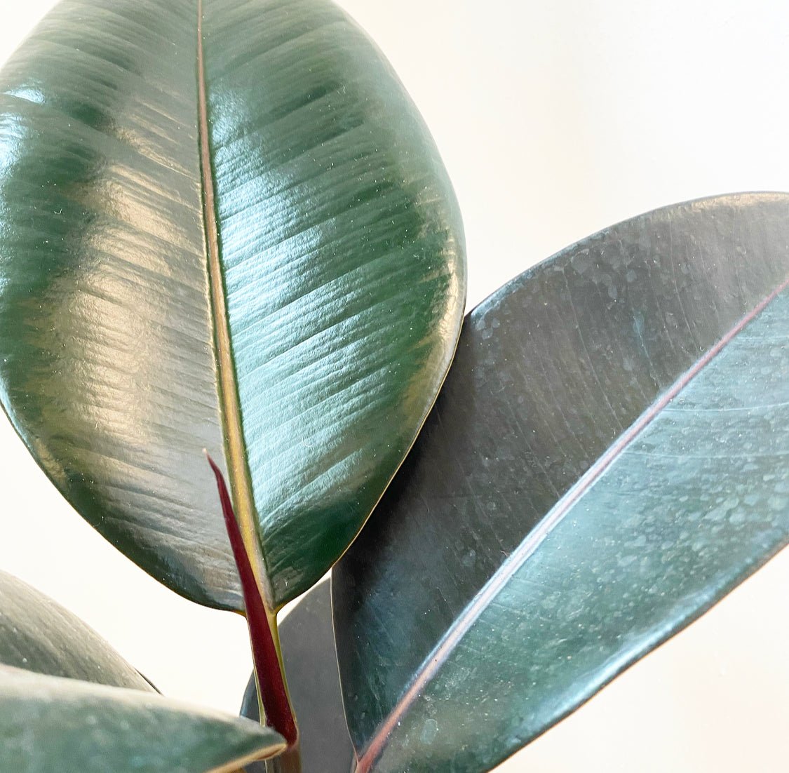Ficus elastica 'Burgundy' - The Plant Lady SF
