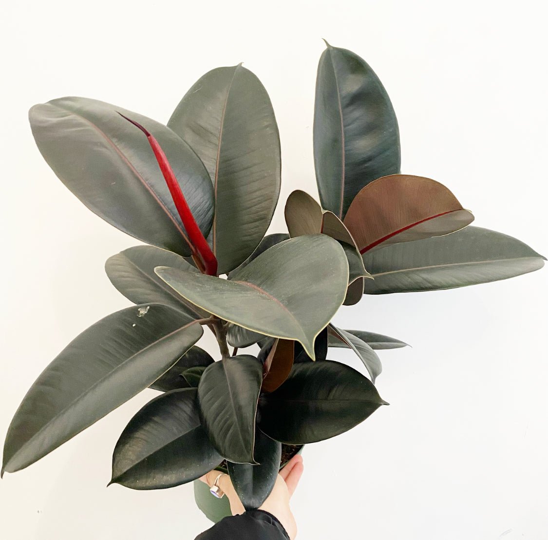 Ficus elastica 'Burgundy' - The Plant Lady SF