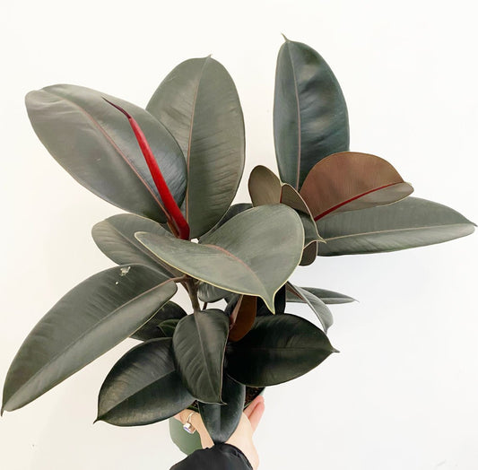 Ficus elastica 'Burgundy' - The Plant Lady SF