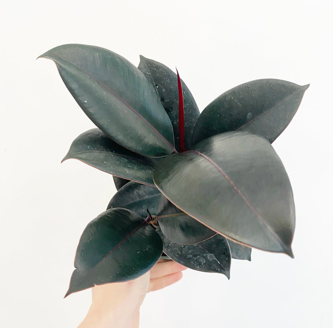 Ficus elastica 'Burgundy' - The Plant Lady SF