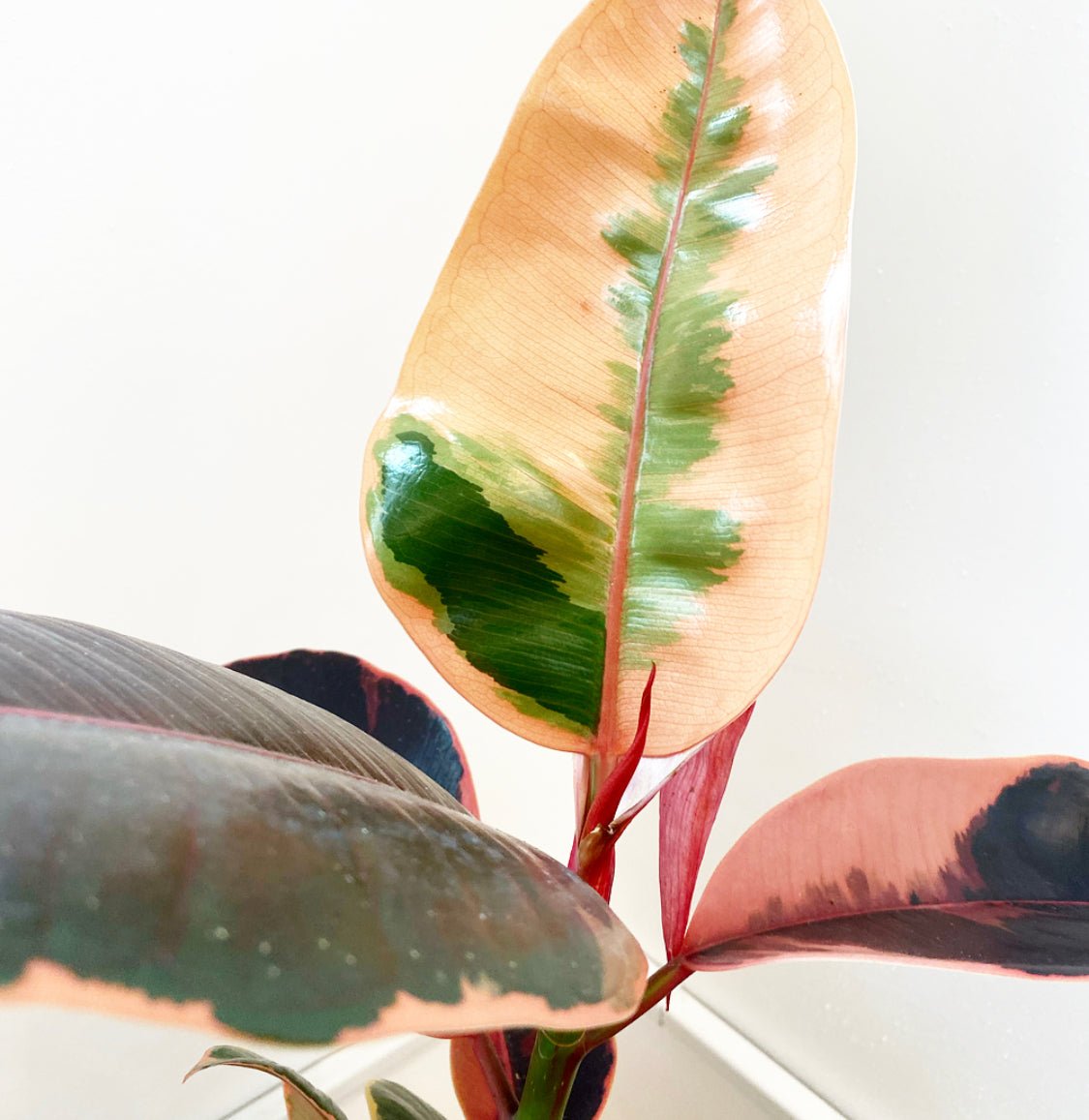 Ficus elastica 'Ruby' - The Plant Lady SF